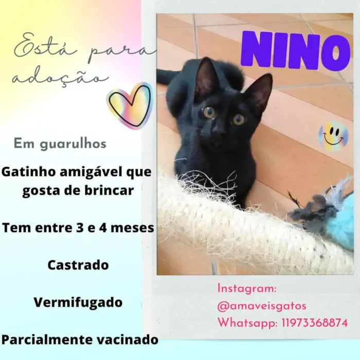 Gato ra a SRD-ViraLata idade 2 a 6 meses nome Nino