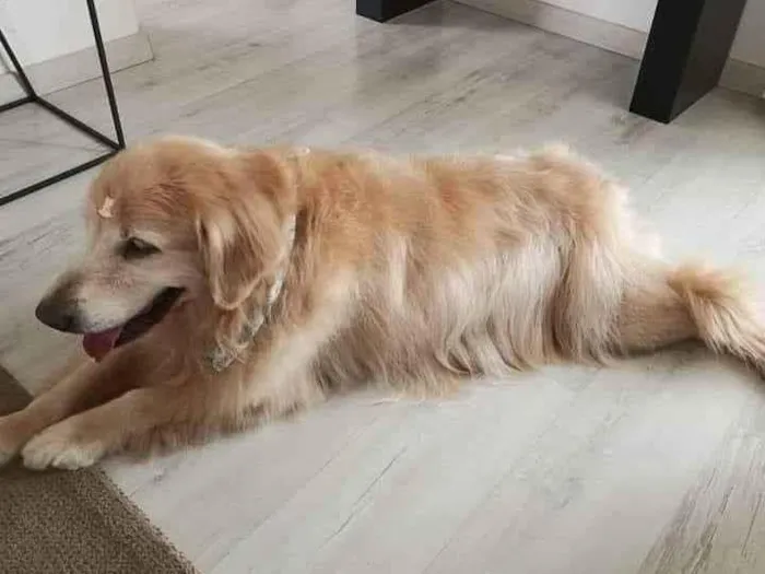 Cachorro ra a Golden retriever idade 6 ou mais anos nome Golden