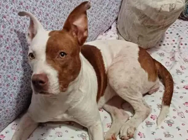 Cachorro ra a SRD-ViraLata idade 2 anos nome Sem nome
