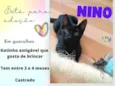 Nino
