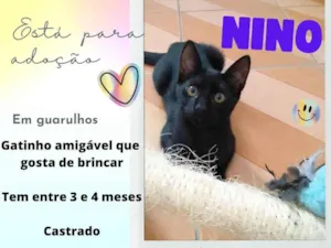 Gato raça SRD-ViraLata idade 2 a 6 meses nome Nino