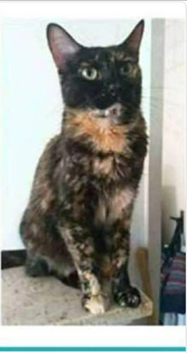 Gato ra a srd escaminha  idade 3 anos nome MEG