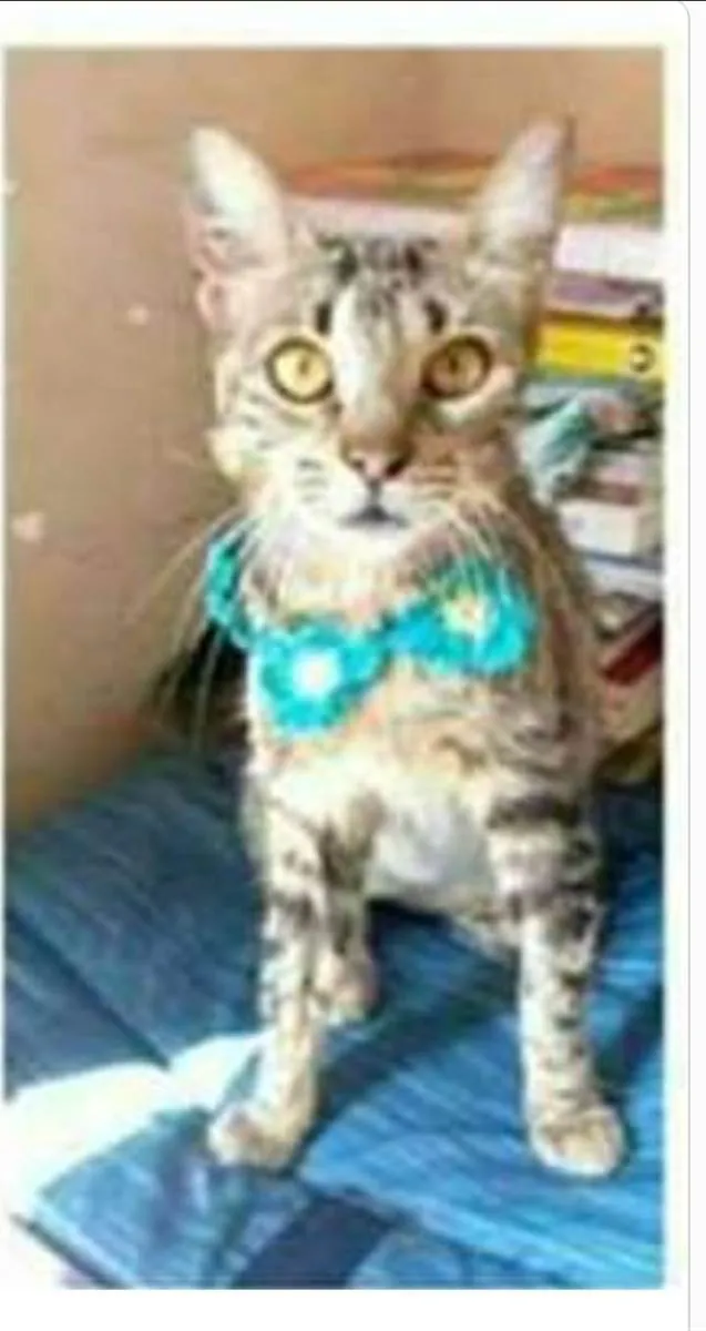 Gato ra a srd tigradinha  idade 7 a 11 meses nome NINA