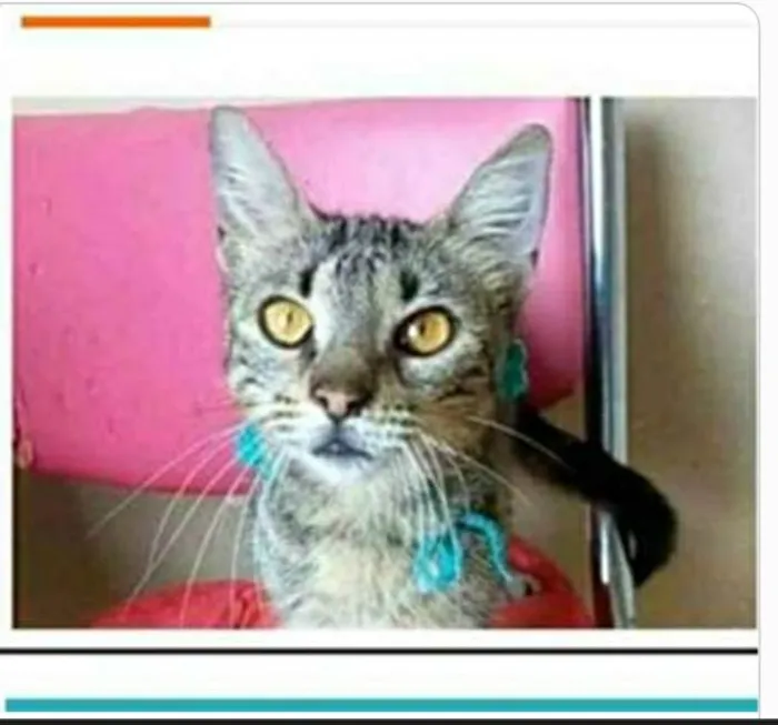 Gato ra a srd tigradinha  idade 7 a 11 meses nome NINA
