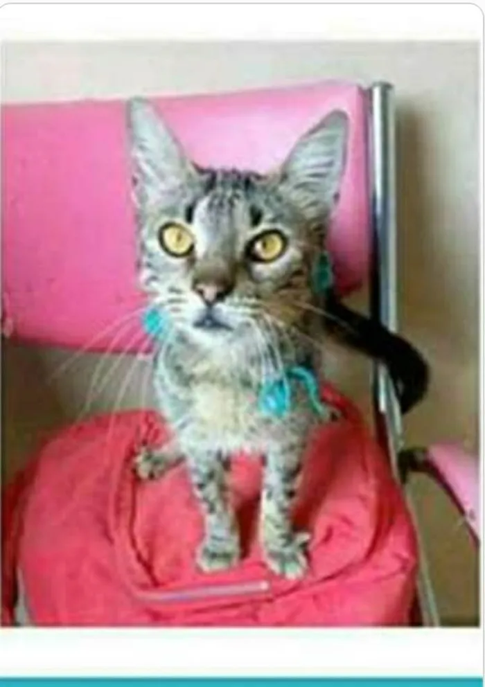 Gato ra a srd tigradinha  idade 7 a 11 meses nome NINA