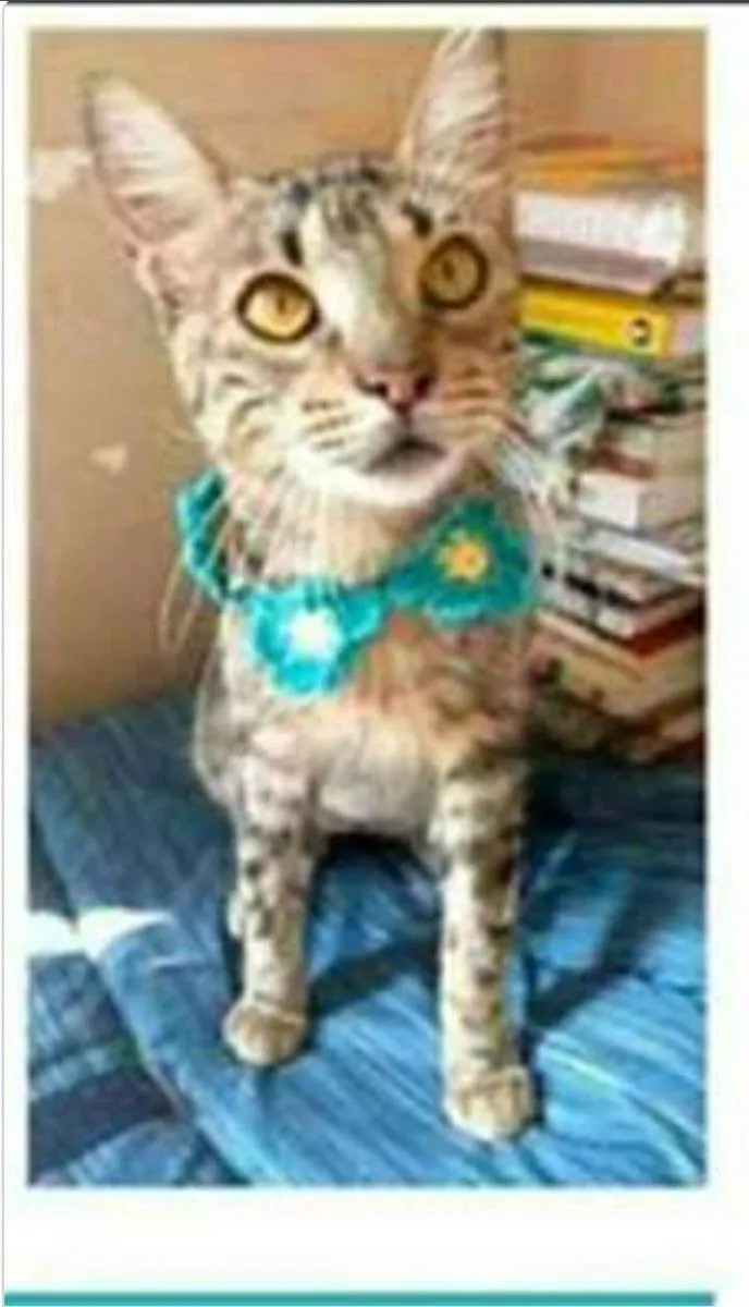 Gato ra a srd tigradinha  idade 7 a 11 meses nome NINA