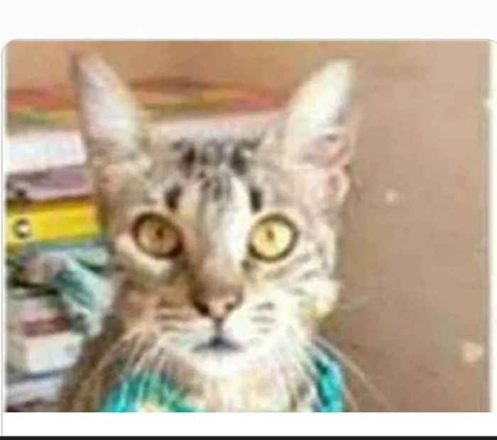 Gato ra a srd tigradinha  idade 7 a 11 meses nome NINA