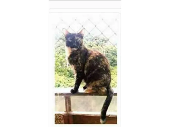 Gato ra a srd escaminha  idade 3 anos nome MEG