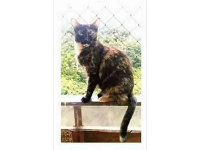 Gato ra a srd escaminha  idade 3 anos nome MEG