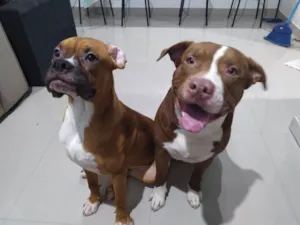 Cachorro raça  Pitbull e boxer idade 5 anos nome Anubis e Hórus