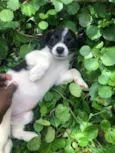 Pets