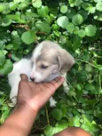 Pets