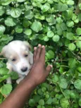 Pets