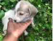 Pets