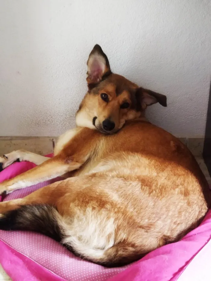 Cachorro ra a SRD-ViraLata idade 2 anos nome Katita 