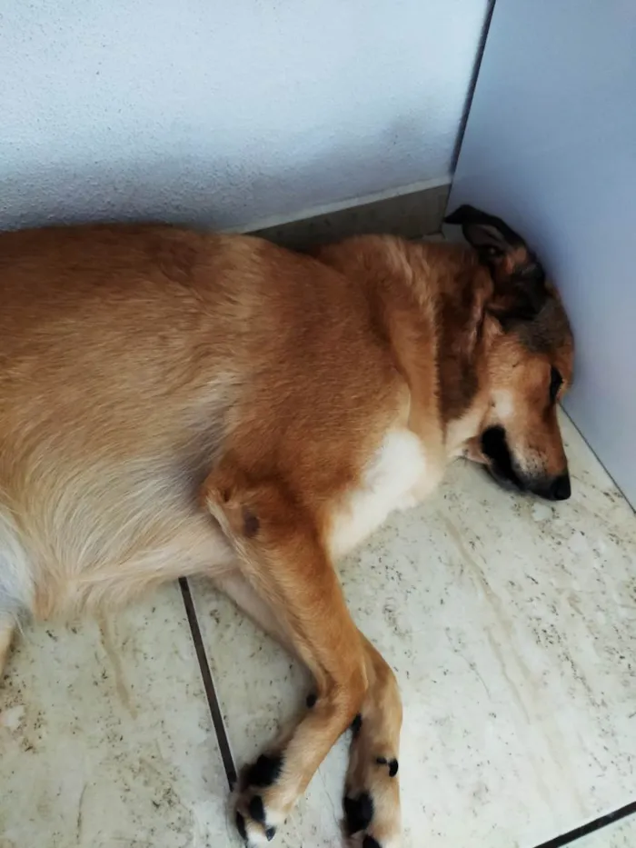 Cachorro ra a SRD-ViraLata idade 2 anos nome Katita 