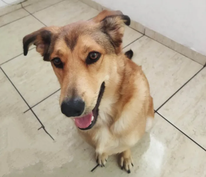 Cachorro ra a SRD-ViraLata idade 2 anos nome Katita 