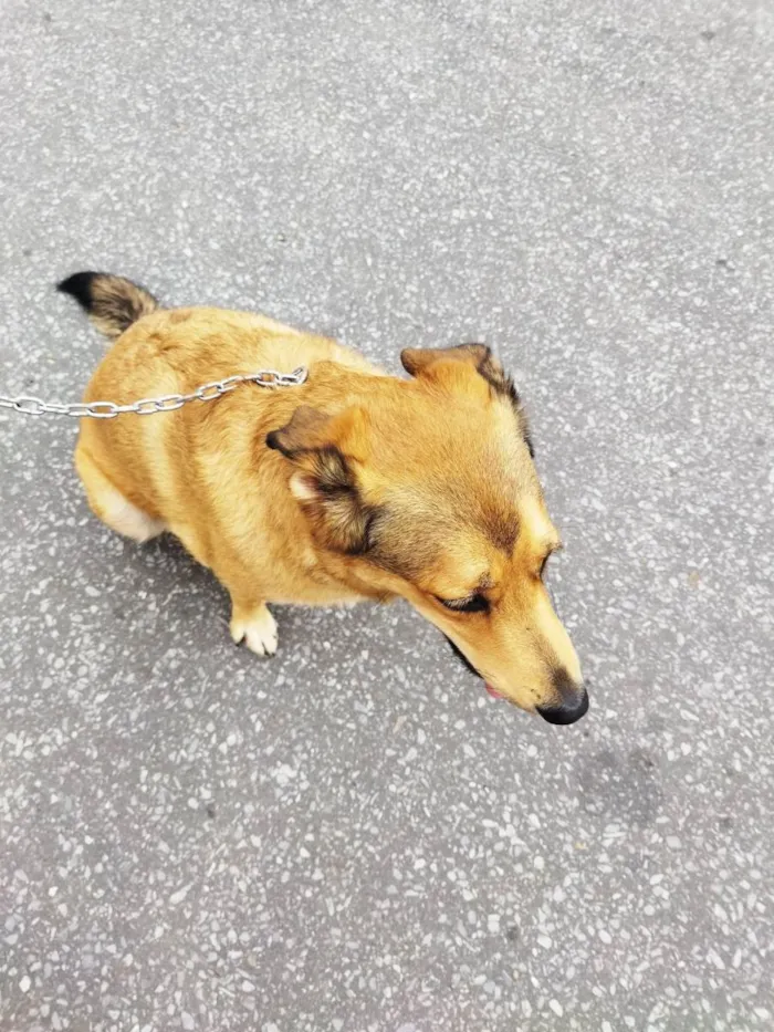 Cachorro ra a SRD-ViraLata idade 2 anos nome Katita 