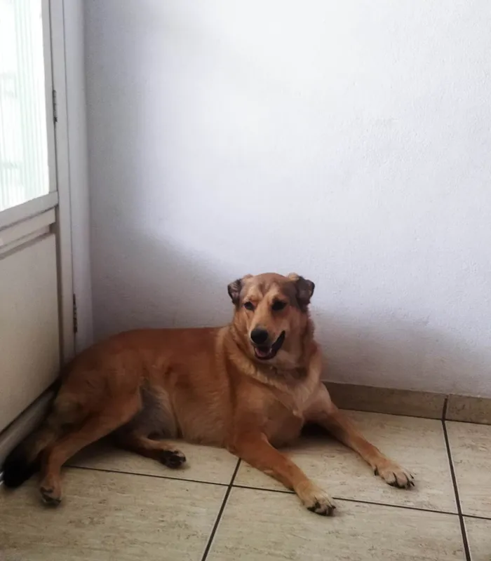 Cachorro ra a SRD-ViraLata idade 2 anos nome Katita 