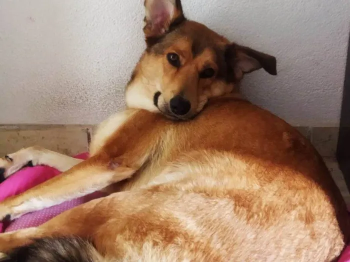 Cachorro ra a SRD-ViraLata idade 2 anos nome Katita 