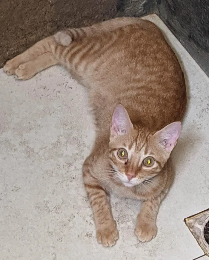 Gato raça  idade 2 anos nome Metamorfo 