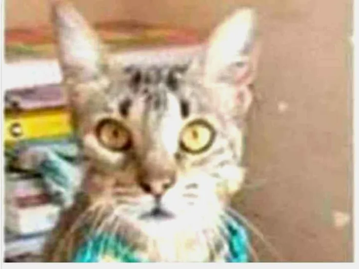 Gato ra a srd tigradinha  idade 7 a 11 meses nome NINA