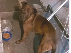 Cachorro raça SRD-ViraLata idade 2 anos nome Chocolate