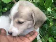 Pets
