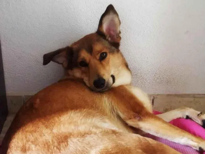 Cachorro ra a SRD-ViraLata idade 2 anos nome Katita 