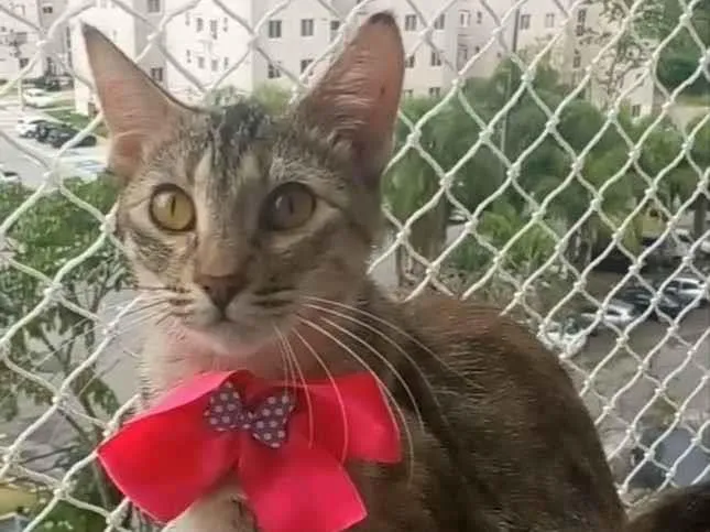 Gato ra a SRD-ViraLata idade 1 ano nome Ava