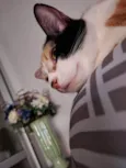 Mel