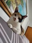 Mel