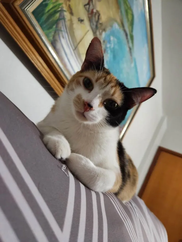 Gato ra a SRD idade 1 ano nome Mel