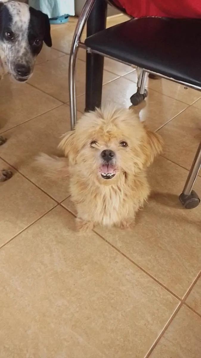 Cachorro ra a Dálmata e shih tzus idade 1 ano nome Atena e bidu 