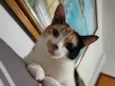 Mel