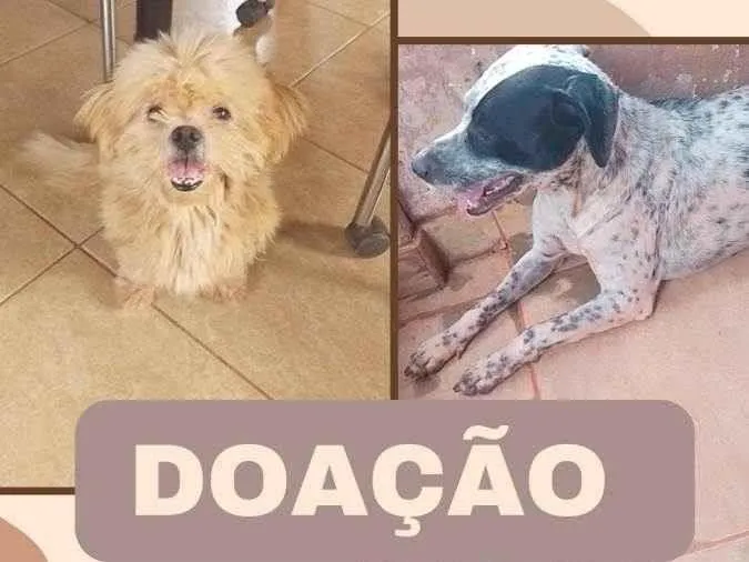 Cachorro ra a Dálmata e shih tzus idade 1 ano nome Atena e bidu 