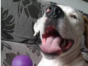 Cachorro raça Mix de Pitbull  idade 5 anos nome Atena