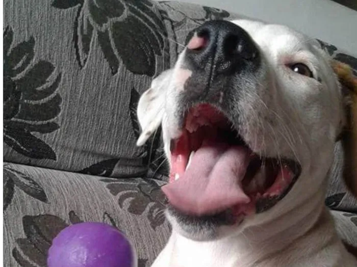 Cachorro ra a Mix de Pitbull  idade 5 anos nome Atena