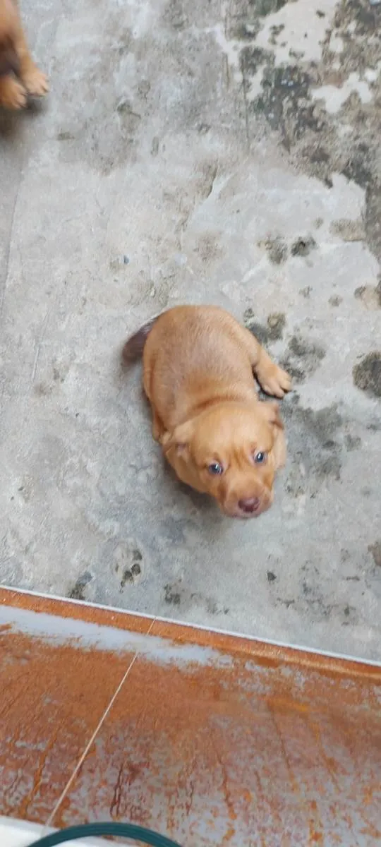 Cachorro raça Red nouser com pequinês  idade Abaixo de 2 meses nome Não tem nome