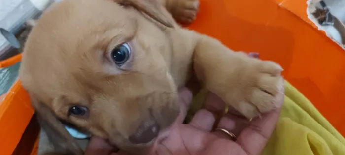 Cachorro raça Red nouser com pequinês  idade Abaixo de 2 meses nome Não tem nome