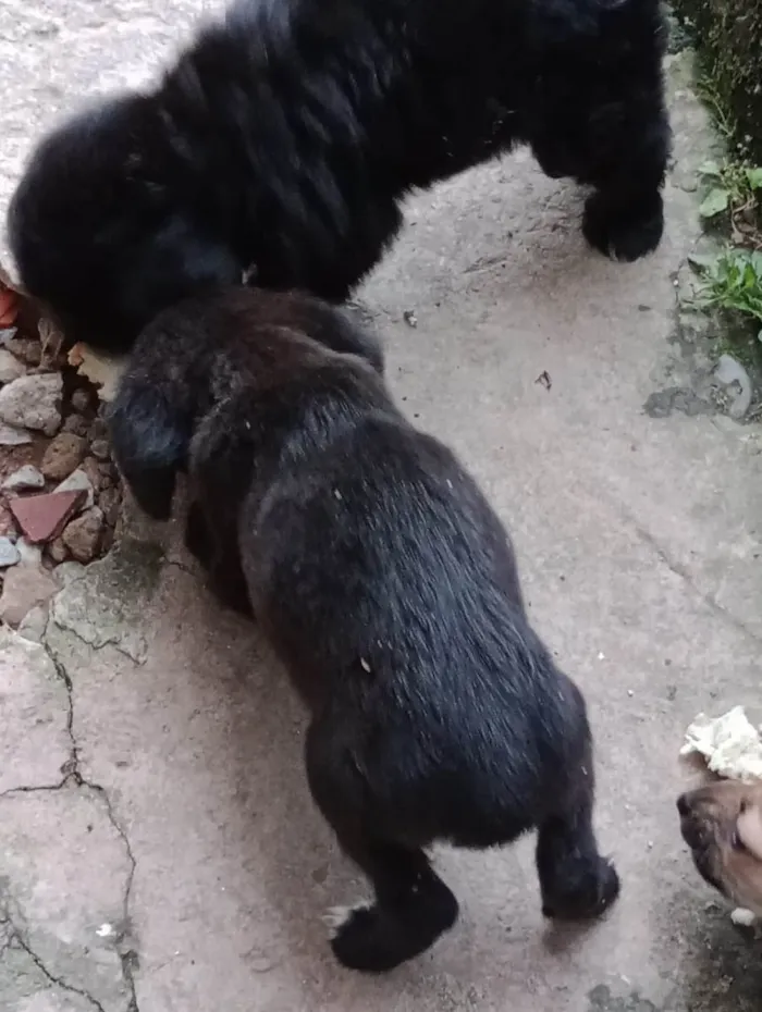 Cachorro ra a SRD-ViraLata idade 2 a 6 meses nome Sem nomes