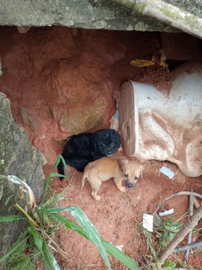Cachorro ra a SRD-ViraLata idade 2 a 6 meses nome Sem nomes