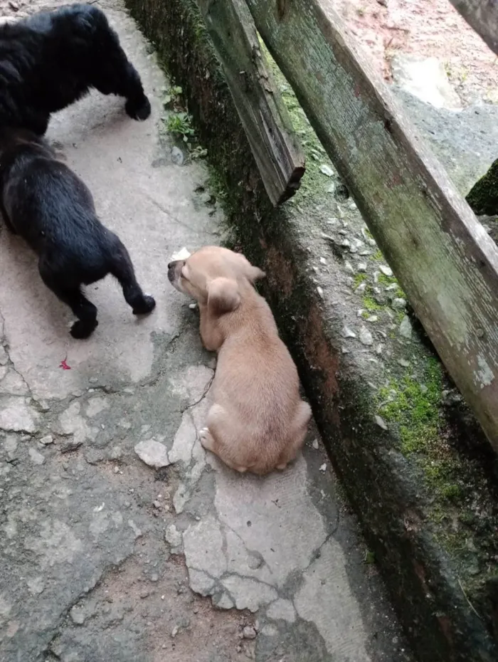 Cachorro ra a SRD-ViraLata idade 2 a 6 meses nome Sem nomes
