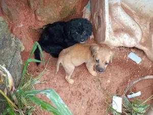 Cachorro raça SRD-ViraLata idade 2 a 6 meses nome Sem nomes