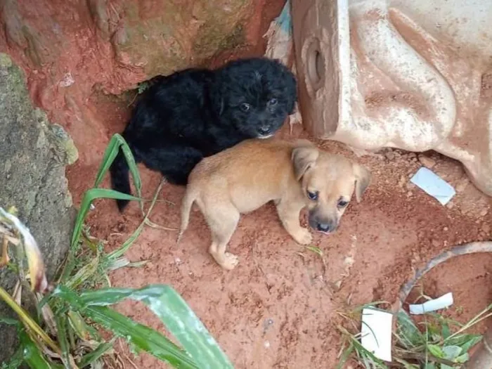 Cachorro ra a SRD-ViraLata idade 2 a 6 meses nome Sem nomes