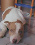 Pérola