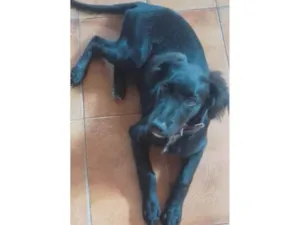 Cachorro raça Lavrador com vira lata  idade 2 a 6 meses nome Stiles 
