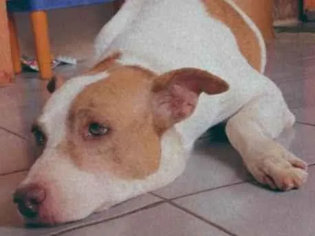 Cachorro ra a SRD-ViraLata idade 5 anos nome Pérola 
