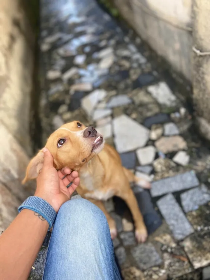 Cachorro ra a Srd idade 7 a 11 meses nome Paçoca 