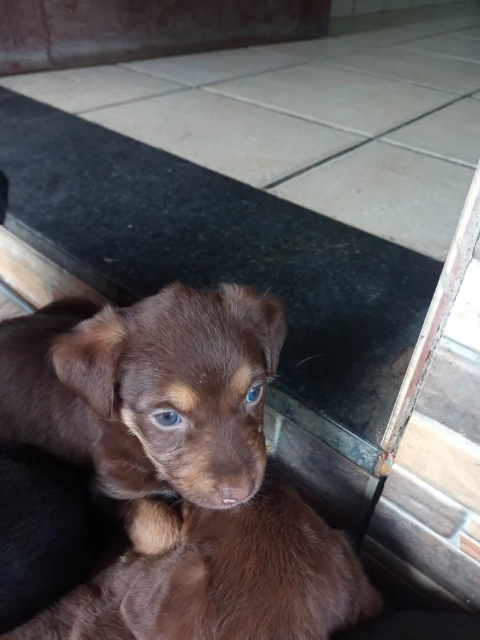 Cachorro ra a SRD-ViraLata idade Abaixo de 2 meses nome Sem nome 